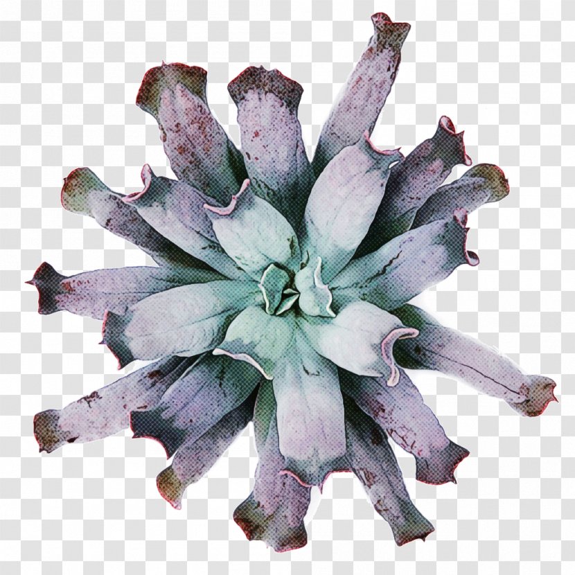 Flower Purple - Plant Transparent PNG