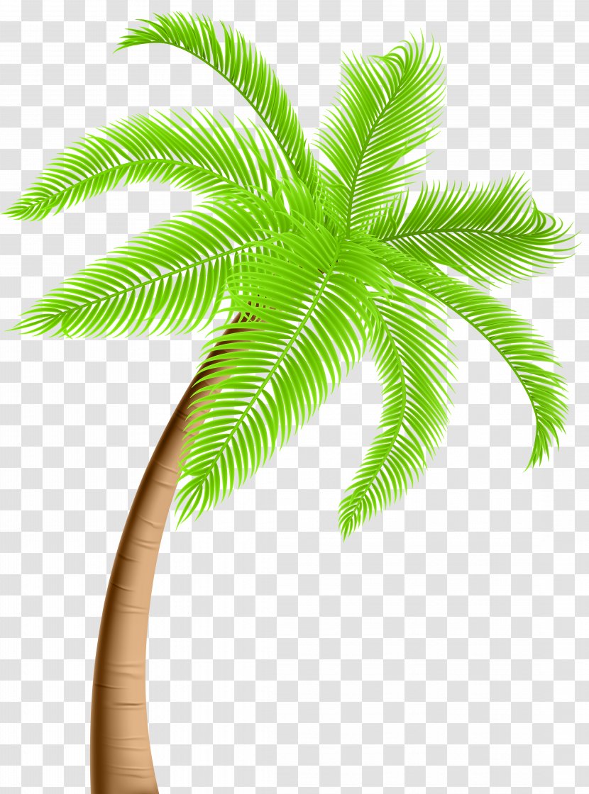 Arecaceae Tree Clip Art - Plant - Palm Transparent PNG