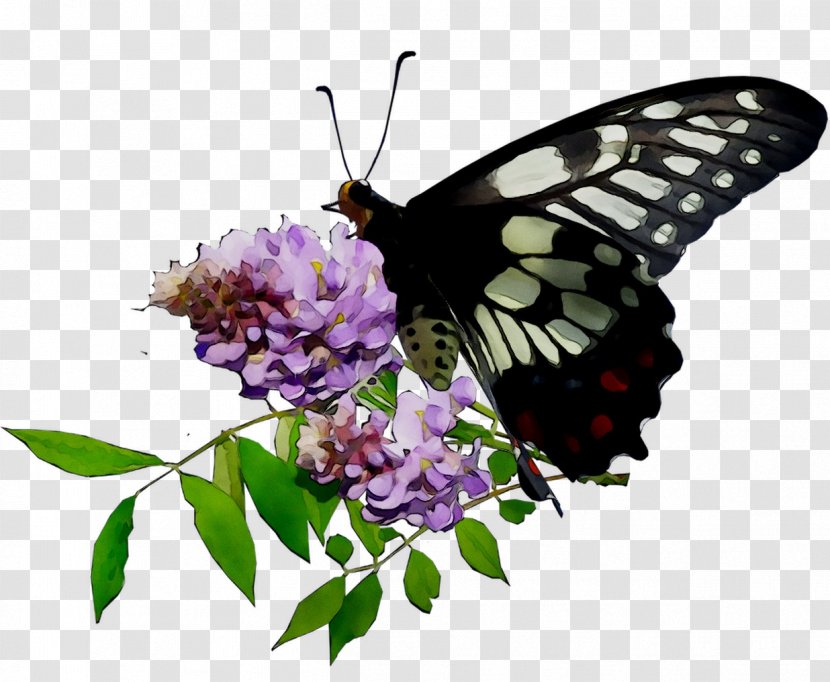 Monarch Butterfly Brush-footed Butterflies Flowering Plant Plants - Moths And - Eastern Tiger Swallowtail Transparent PNG