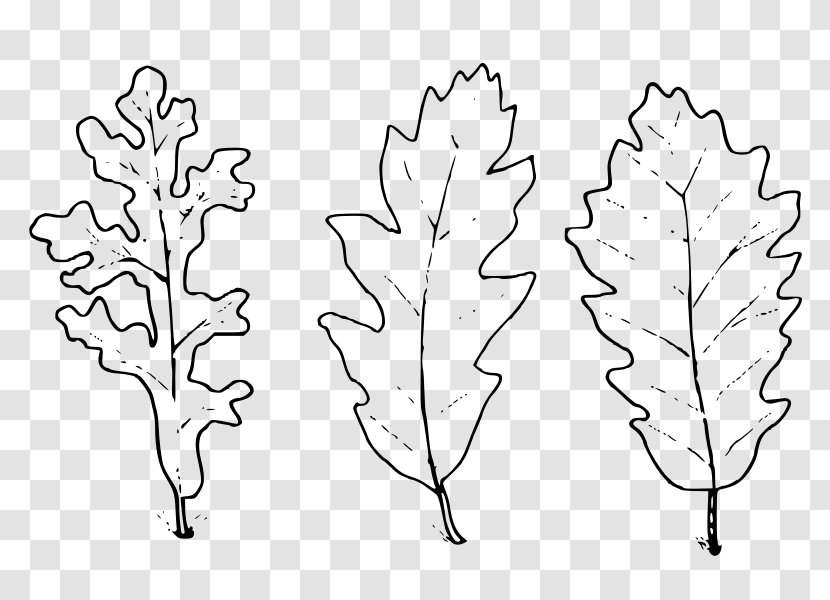 Leaf Drawing Text Oak Plant Stem - Ma Che Freddo Fa Transparent PNG