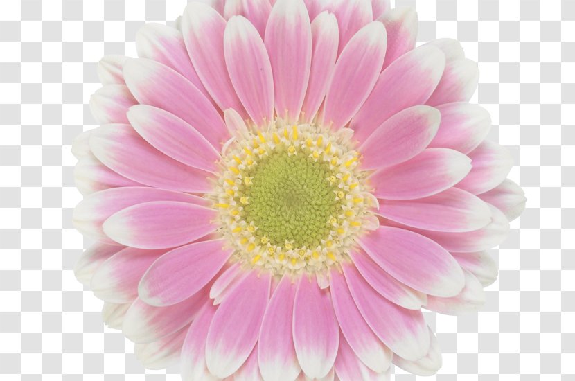 Transvaal Daisy Floristry Assortment Strategies Chrysanthemum Cut Flowers - Pink Transparent PNG