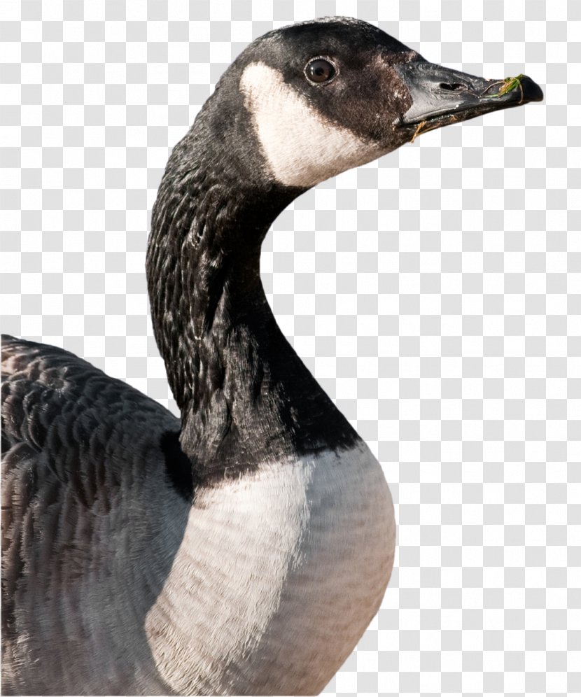 Canada Goose Duck Mallard Bird - Livestock Transparent PNG