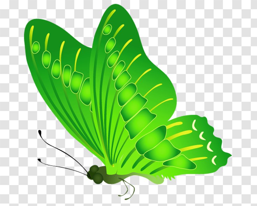 Butterfly Nymphalidae Clip Art - Moths And Butterflies - Green Internet Transparent PNG