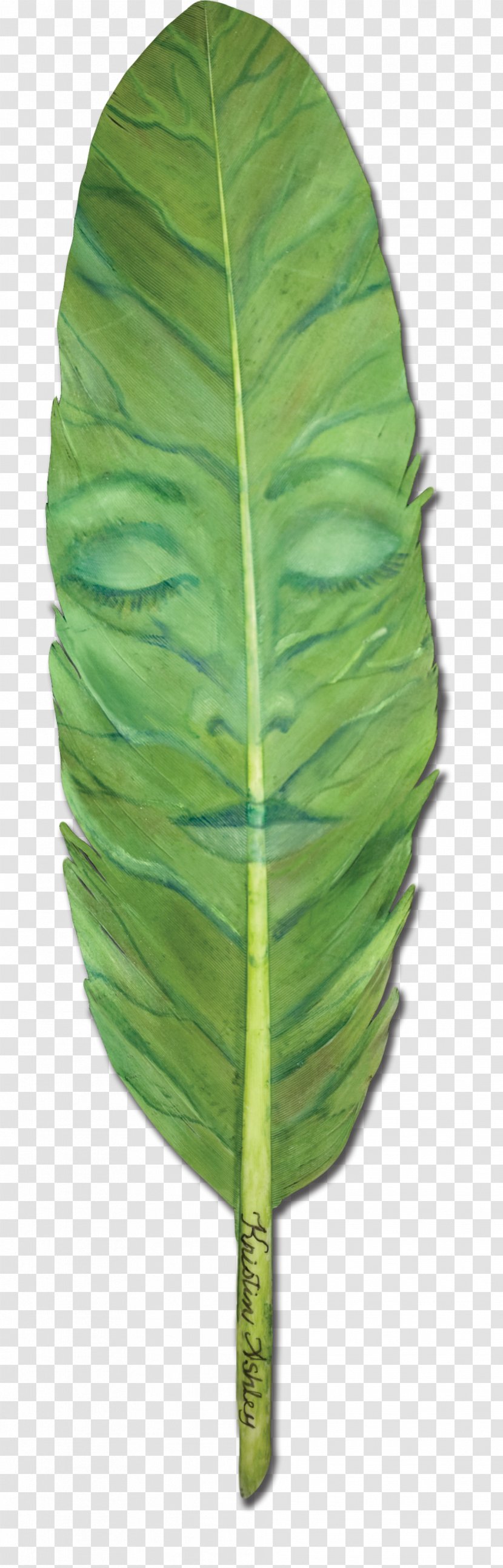 Leaf All Rights Reserved Email Plant Stem - Feather Transparent PNG
