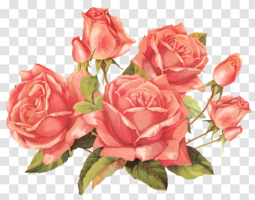 Rose Flower Bouquet Clip Art - Pink Family Transparent PNG