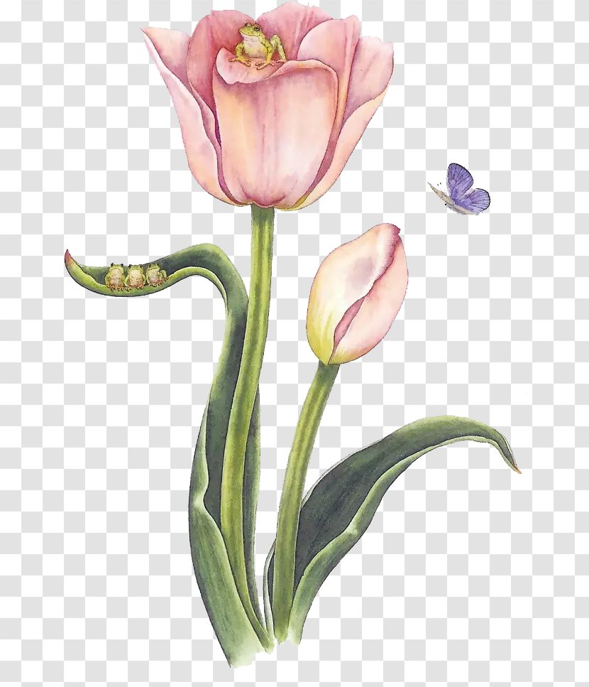 Design Sina Corp Blog Illustration Weibo - Plant - Adorable Flower Transparent PNG