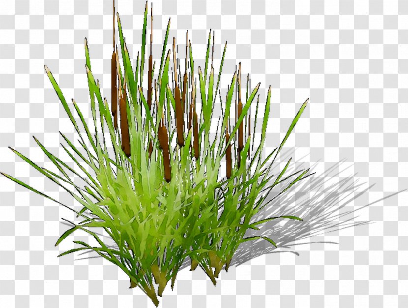 Sweet Grass Vetiver Wheatgrass Aquarium Chrysopogon - Georgia Pine Transparent PNG
