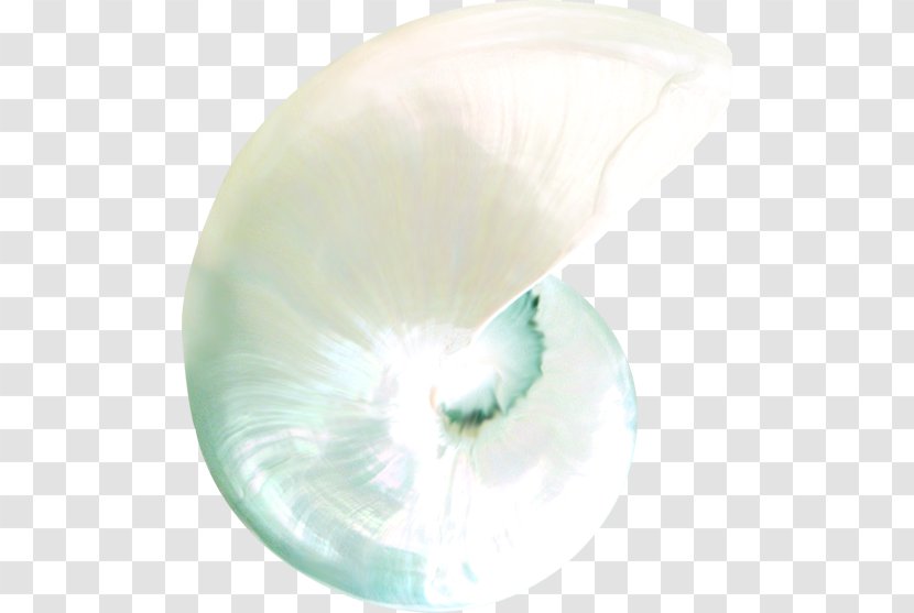 Shell - Seashell - Organism Transparent PNG