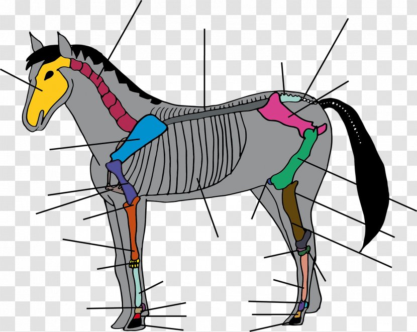 Unicorn - Gallop - Tail Rein Transparent PNG