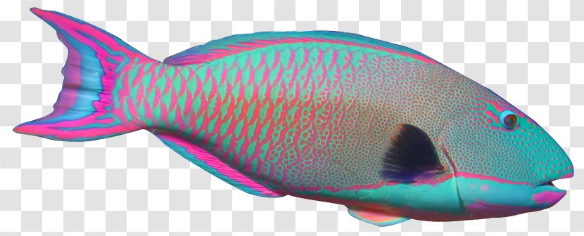 Parrotfish Angelfish Clip Art - Magenta - Parrot Transparent PNG
