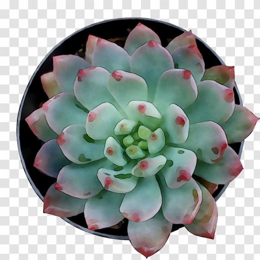 Flower - Perennial Plant - Succulent Transparent PNG