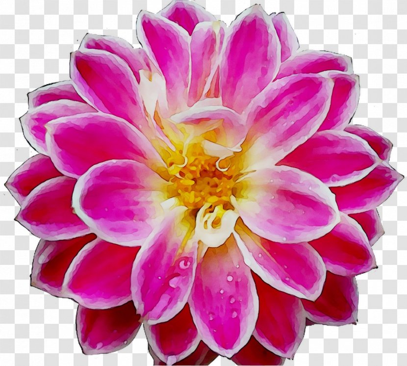 Corinth PeekYou Dahlia Chrysanthemum Floristry - New York Transparent PNG