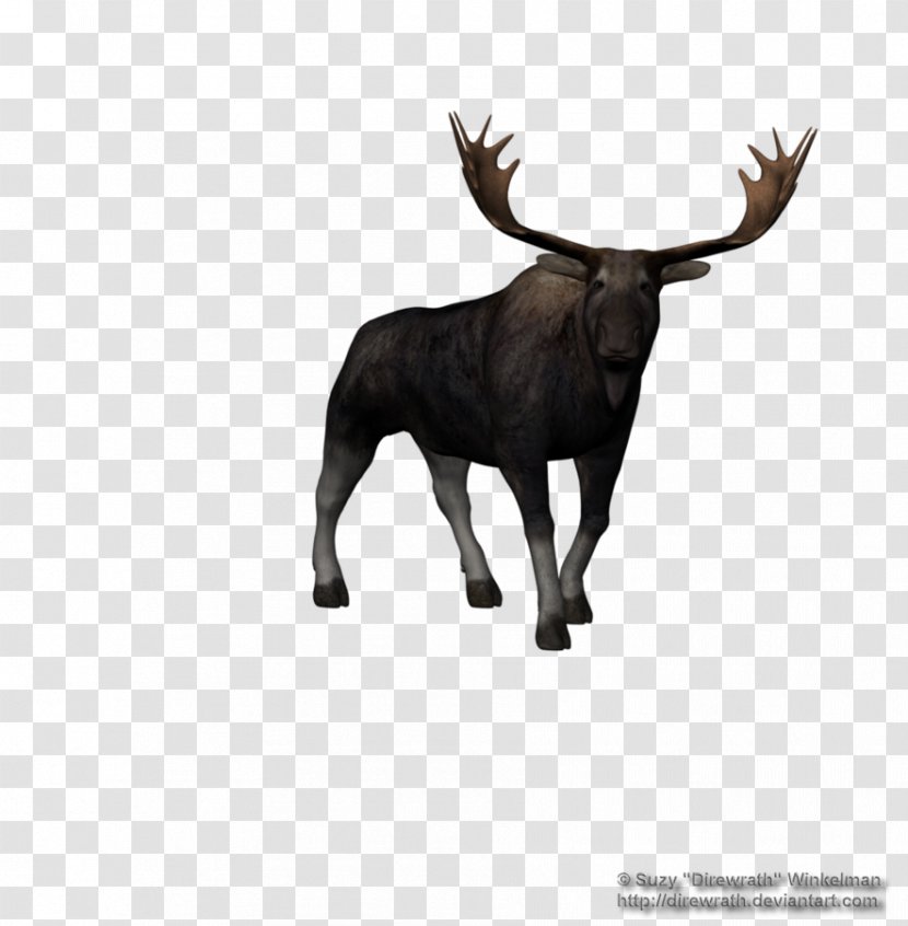 Moose Reindeer - Terrestrial Animal - MOOSE Transparent PNG