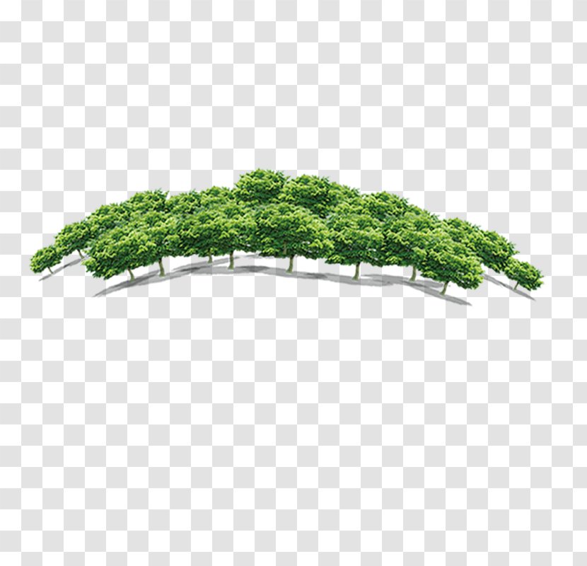 Quancheng Real Estate Tree Forest Fang Holdings Limited - Plant Transparent PNG