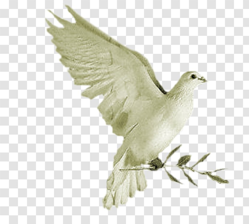 Colomba Di Pasqua Columbidae Columba - Beak - White Pigeon Transparent PNG