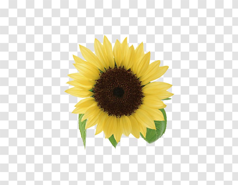 Yellow Ngxe0y Nhxe0 Gixe1o Viu1ec7t Nam Petal Teacher - Flowering Plant - Sunflowers Transparent PNG