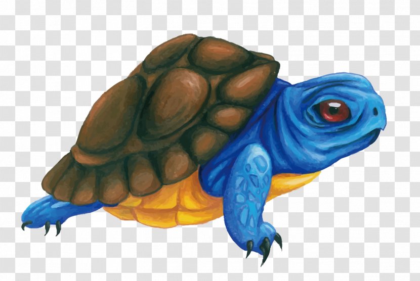 Box Turtle Tortoise Illustration - Sea - Vector Blue Transparent PNG
