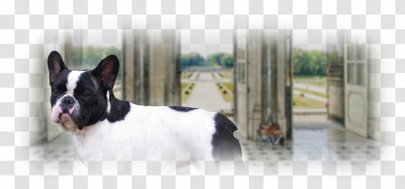 French Bulldog Boston Terrier Dog Breed Snout - Group - Marver Transparent PNG