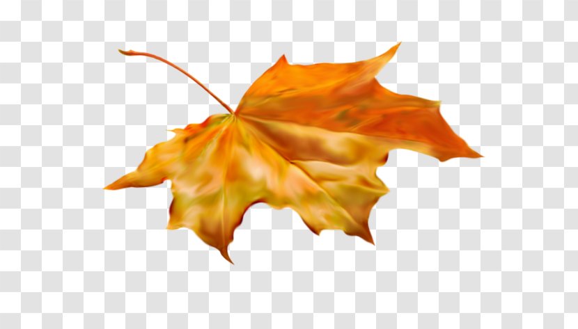 Autumn Leaves Blog Diary - Daytime Transparent PNG