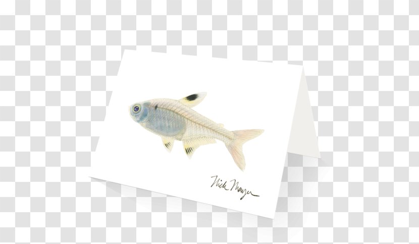 Pristella Maxillaris Tetra Fish X-ray Art - Fin Transparent PNG