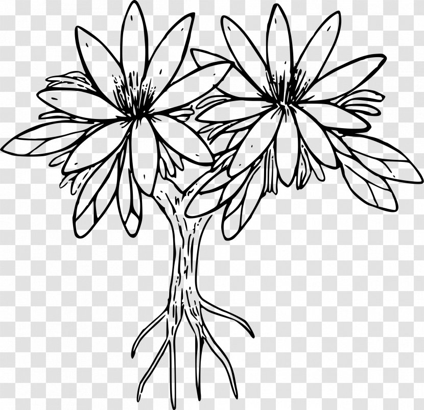 Bitterroot Lewisia Cotyledon Coloring Book Clip Art - State Flower Transparent PNG