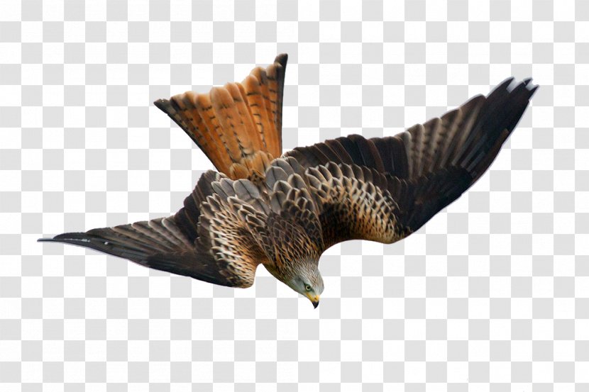 Bird Buzzard Red Kite Drawing - Falcon - Migratory Birds Transparent PNG