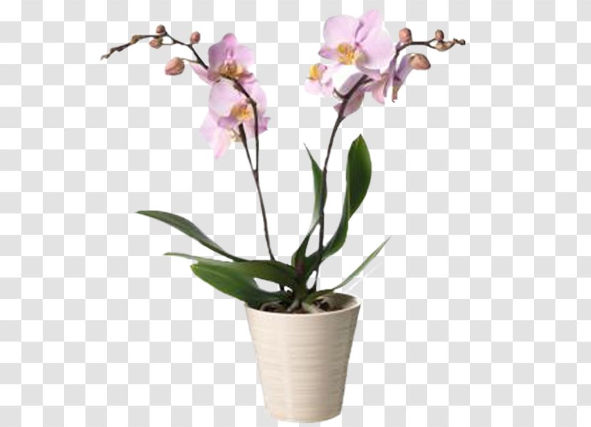 Moth Orchids Interflora Cut Flowers - Purple - Flower Transparent PNG