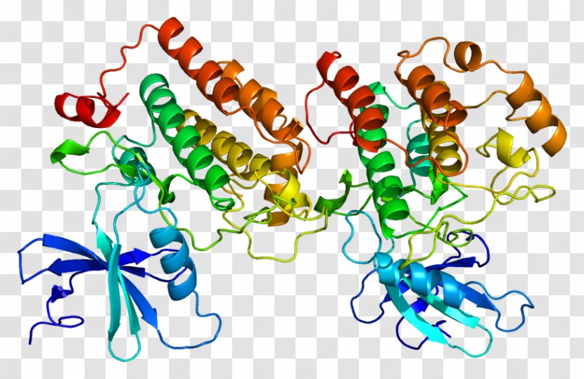 Casein Kinase 1 K-Casein Protein CSNK1D - Heart - Silhouette Transparent PNG