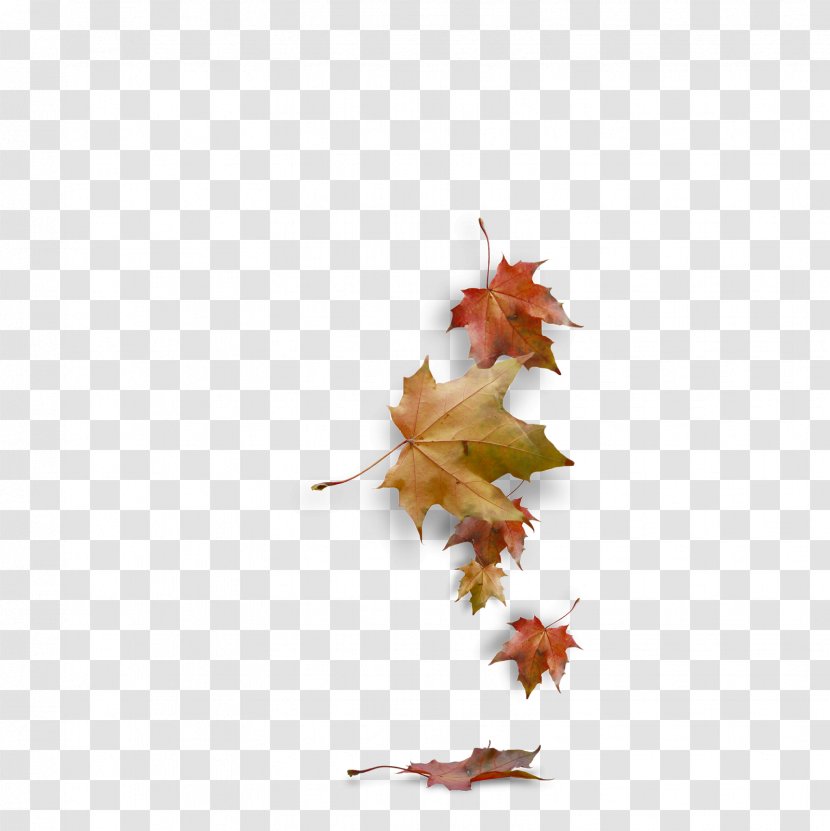 Autumn Clip Art - Plant - Leaves Transparent PNG