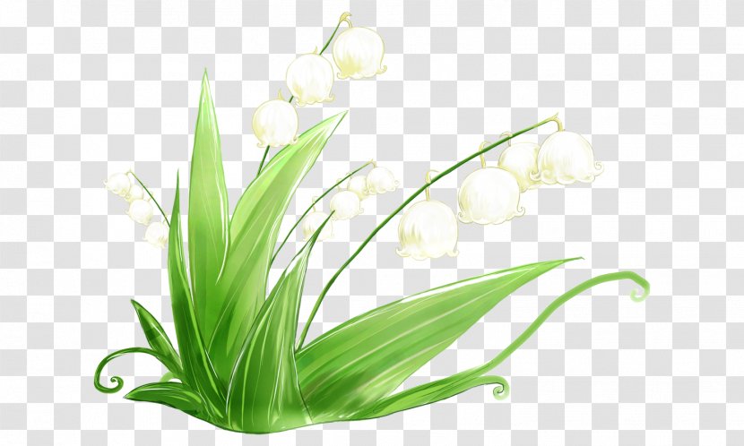 Lily Of The Valley Image Orchids Vector Graphics - Grass Transparent PNG