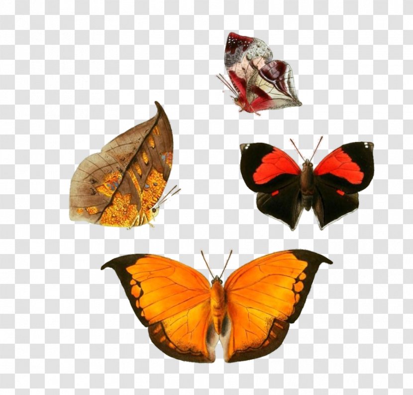 Butterfly An Epitome Of The Natural History Insects China: Comprising Figures And Descriptions Upwards One Hundred New, Singular, Beautiful Species Clip Art - Photography Transparent PNG