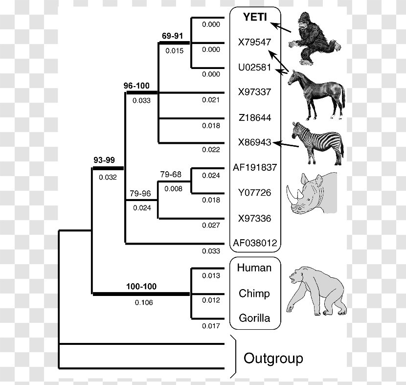 Evidence Of Common Descent Cladogram Evolution Homology - White Transparent PNG