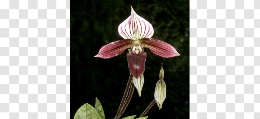 Moth Orchids Amaryllis Jersey Lily Fawn Lilies Belladonna - Flora Transparent PNG