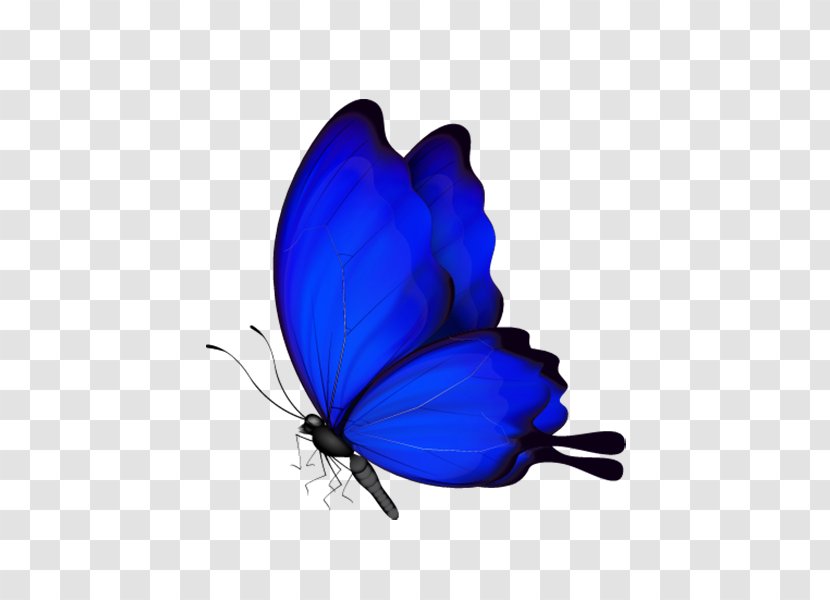 Butterfly Insect - Blue Transparent PNG