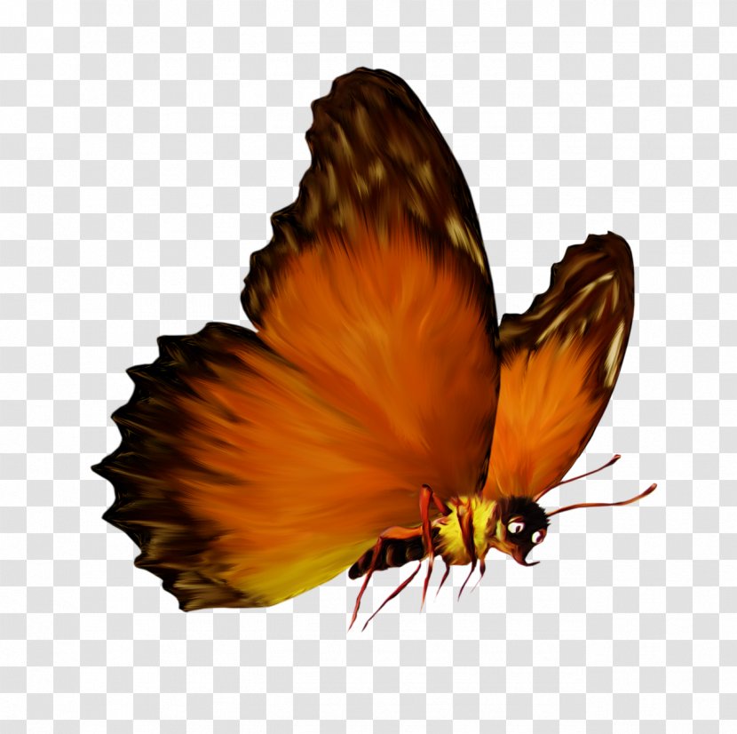 Butterfly Insect Photography - Papillon Transparent PNG