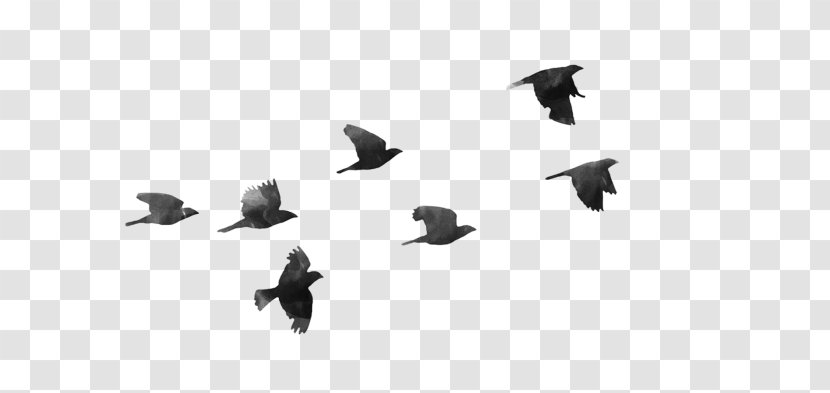 Bird Desktop Wallpaper Image Vector Graphics - Flight - Birds Flying Plus Transparent PNG