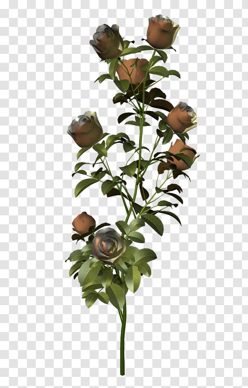 Garden Roses Cut Flowers Plant Stem - Flower Transparent PNG