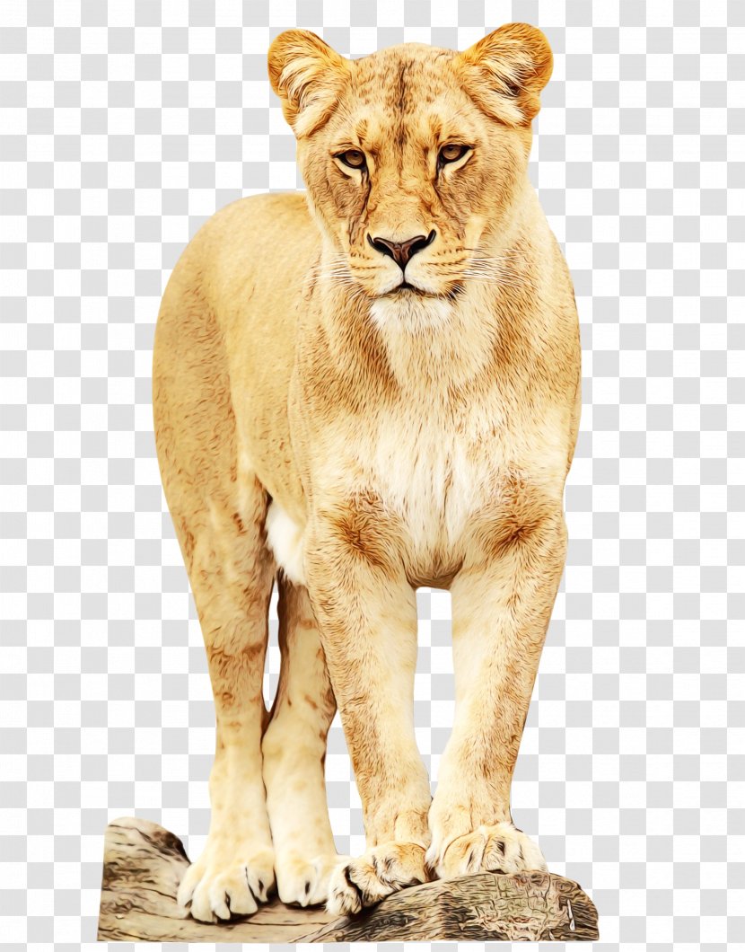 East African Lion Zoo Animal Wildlife Mammal - Cougar - Felidae Transparent PNG