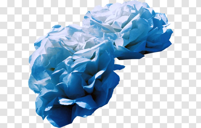 Blue Rose Garden Roses Cut Flowers Cabbage - Flowering Plant - Flower Transparent PNG