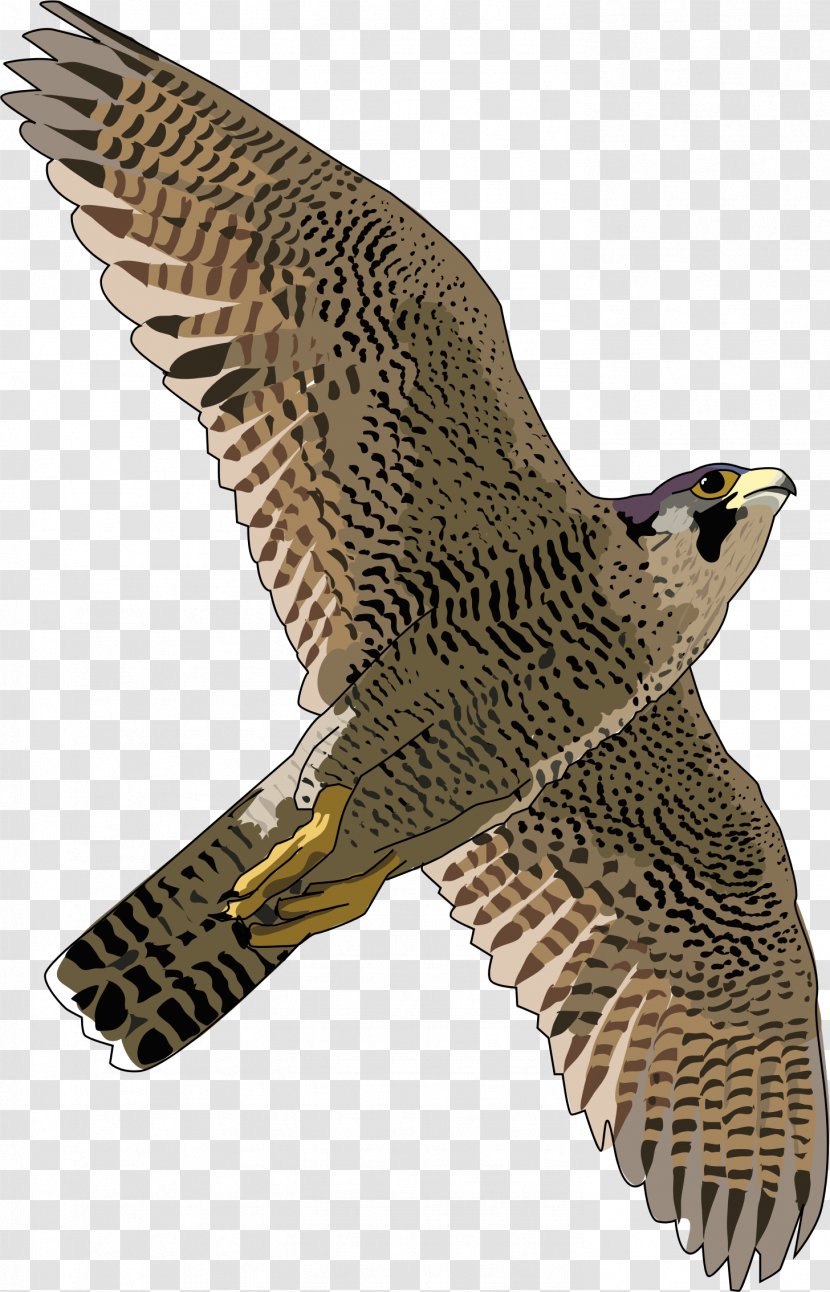 Hawk Peregrine Falcon Eagle Fauna - Free Download Transparent PNG