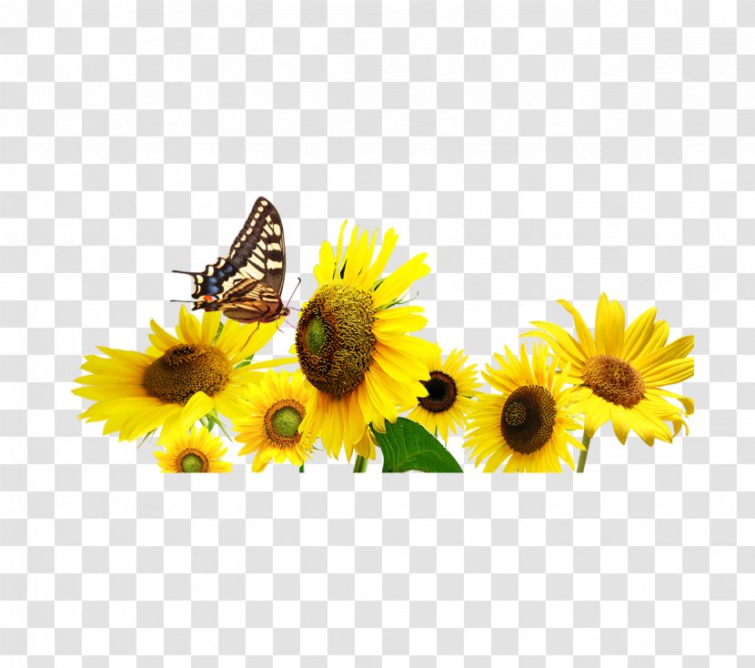 Common Sunflower Butterfly - Membrane Winged Insect Transparent PNG