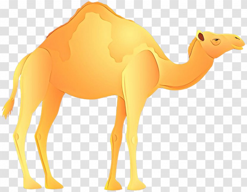 Vector Graphics Stock Photography Illustration Shutterstock - Yellow - Arabian Camel Transparent PNG