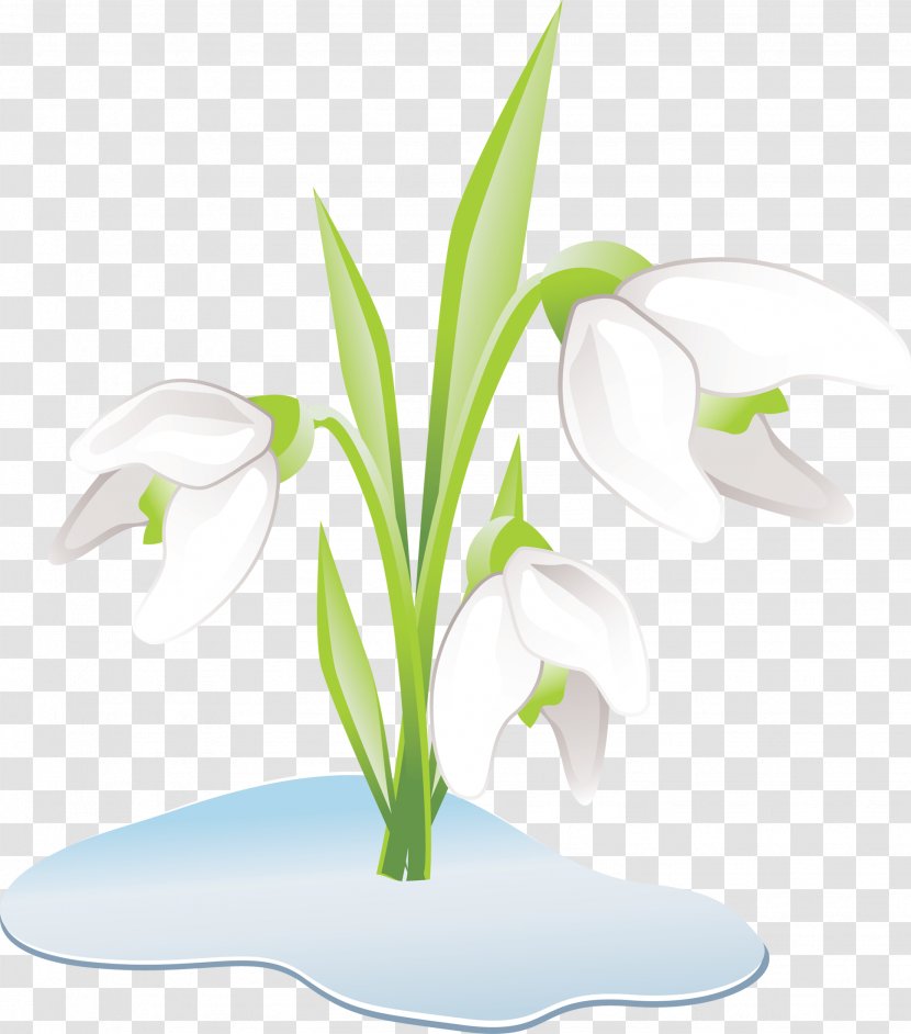 Snowdrop Flower The Twelve Months Perennial Plant - Water Lilies Transparent PNG