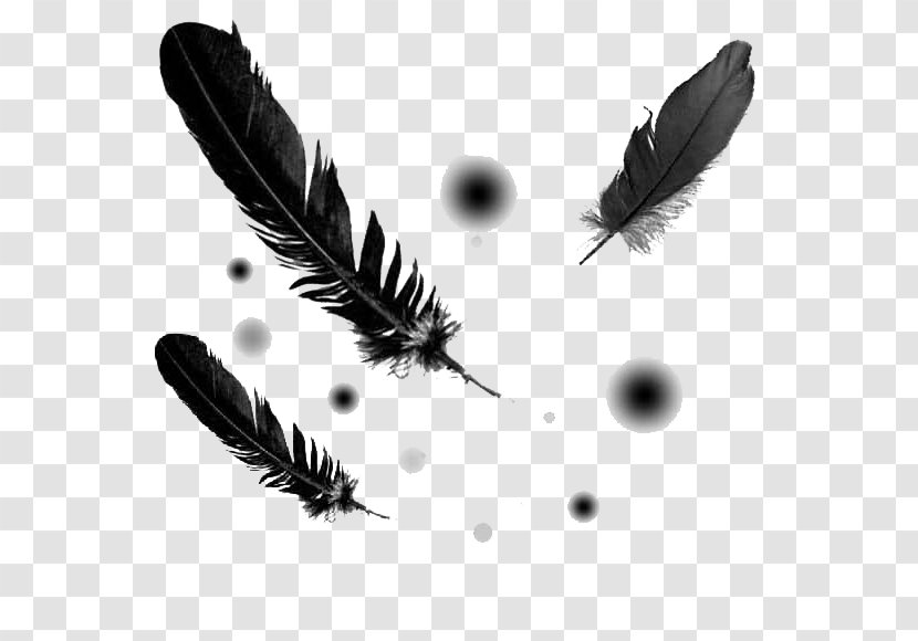 Bird Quill Feather Metal Insect Transparent PNG