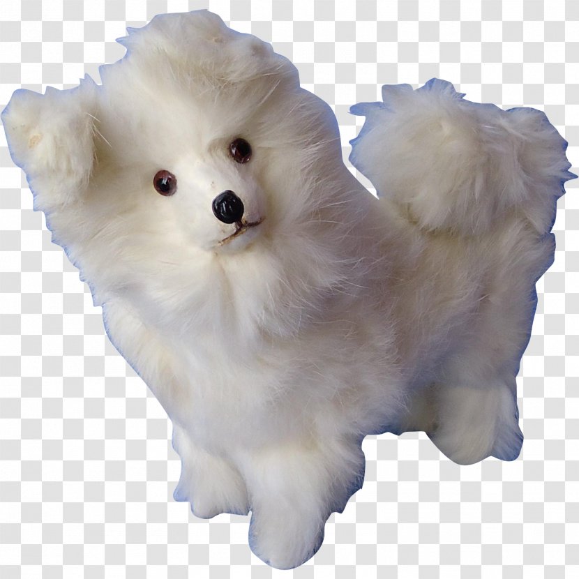 German Spitz Klein Mittel American Eskimo Dog Japanese Pomeranian - Volpino - Puppy Transparent PNG