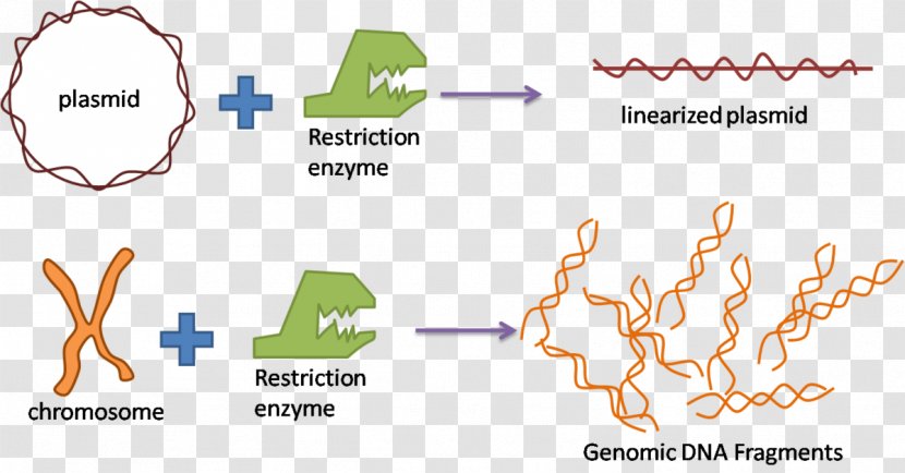 Academic Term Laboratory Biology Organism Gene Mapping Transparent PNG