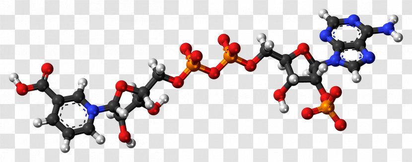 Nicotinic Acid Adenine Dinucleotide Phosphate Nicotinamide - Phosphite Anion Transparent PNG