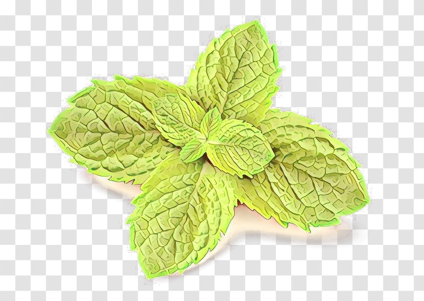 Leaf Mint Plant Herb Flower - Spearmint - Basil Flowering Transparent PNG