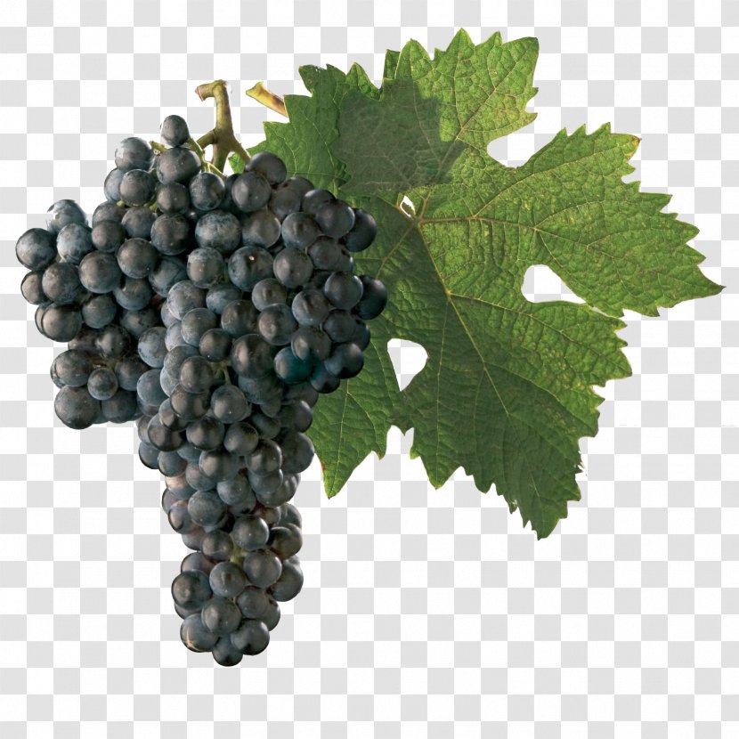 Sultana Dornfelder Wine Chenin Blanc Grape Transparent PNG