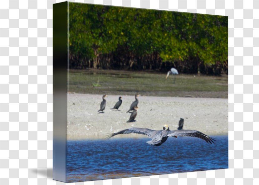 Water Bird Cygnini Goose Resources Anatidae Transparent PNG